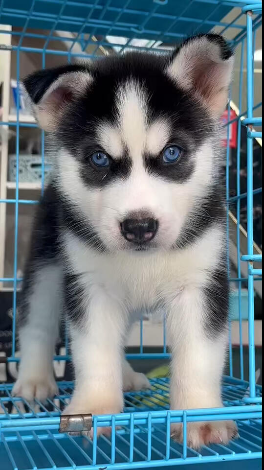 哈士奇幼犬公母都有疫苗齐全